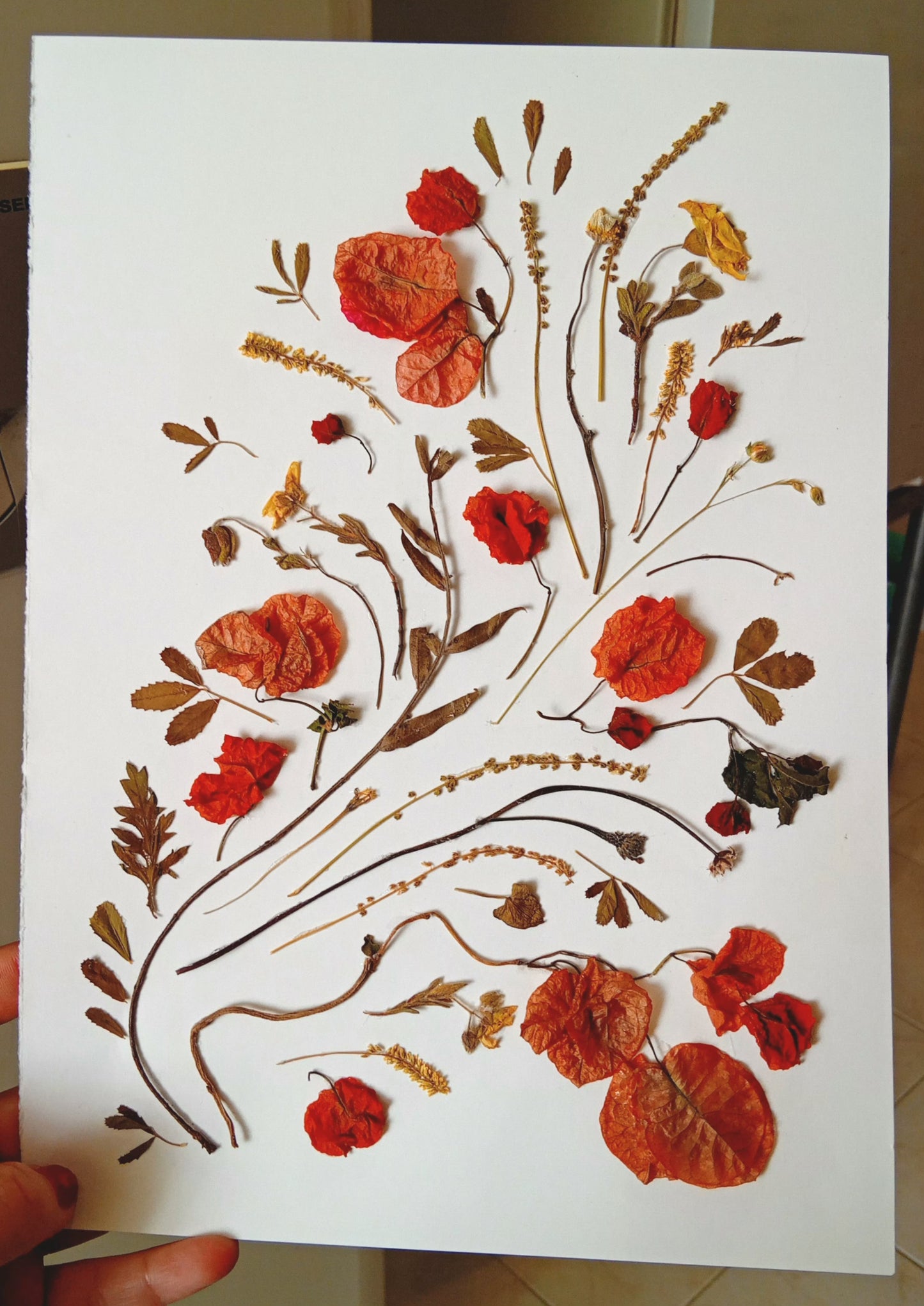 Pressing Flowers and Creating a Decorative Frame. 15th & 29th November. ALCANTARILHA