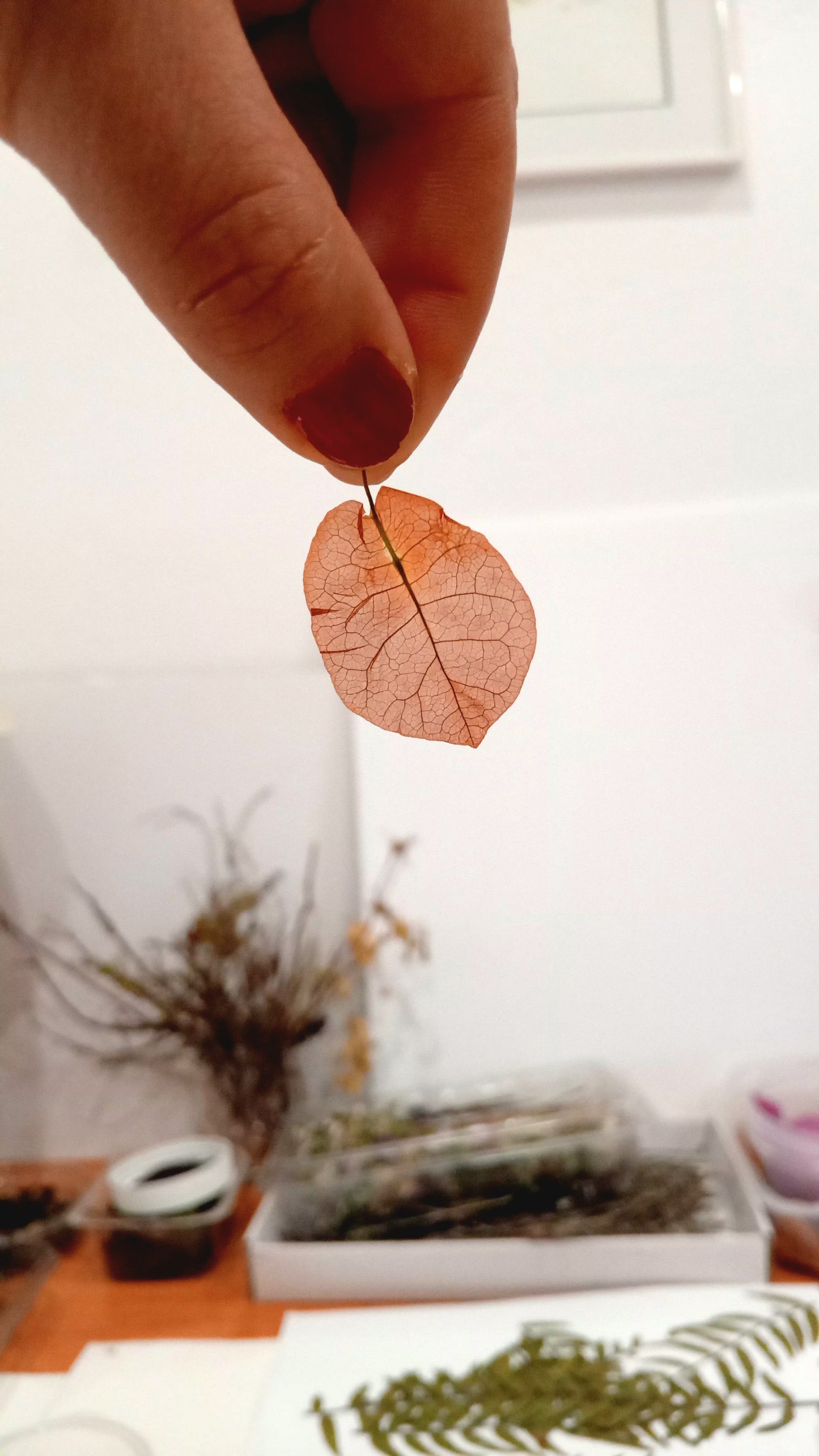 Pressing Flowers and Creating a Decorative Frame. 15th & 29th November. ALCANTARILHA