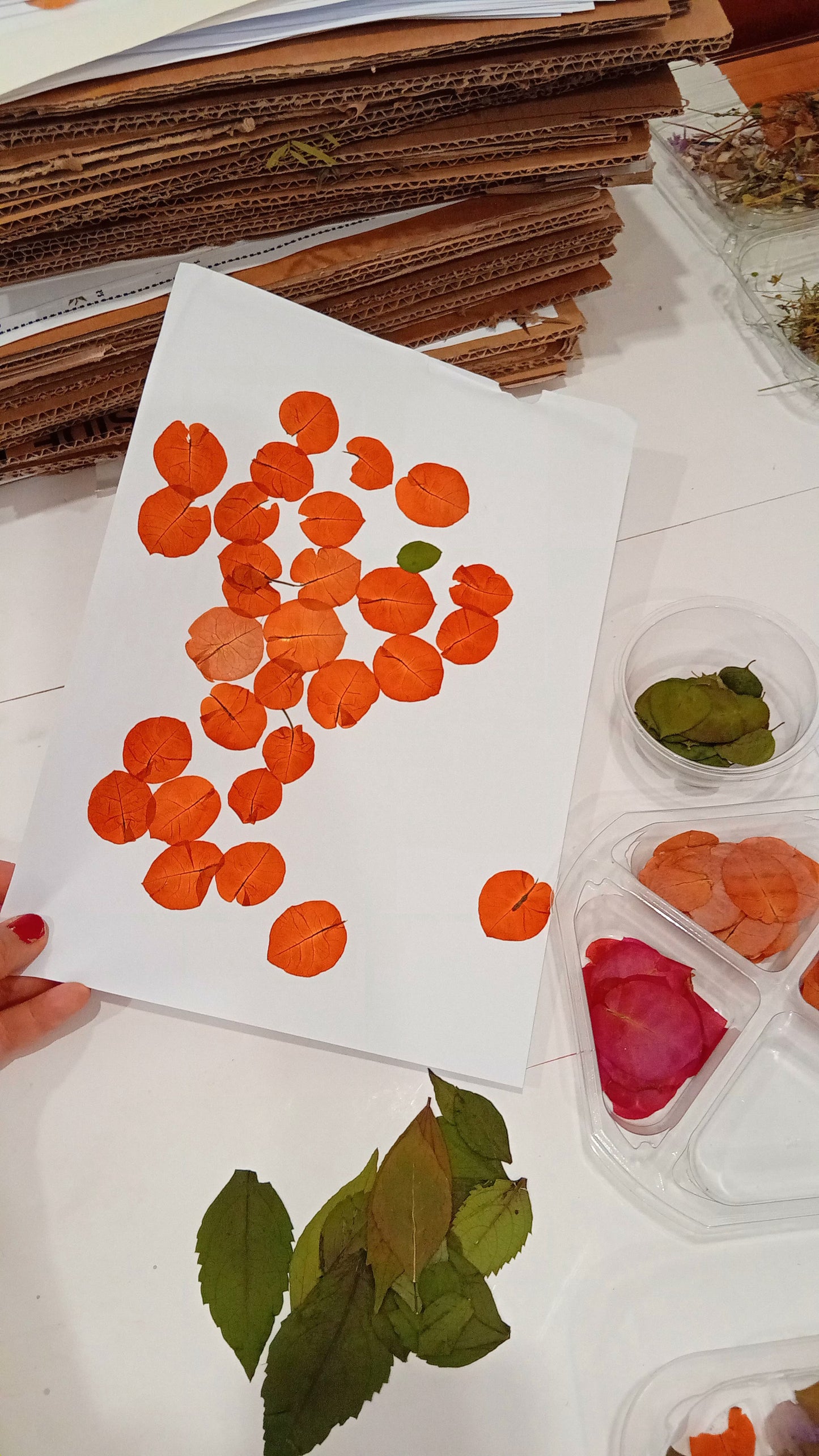 Pressing Flowers and Creating a Decorative Frame. 15th & 29th November. ALCANTARILHA