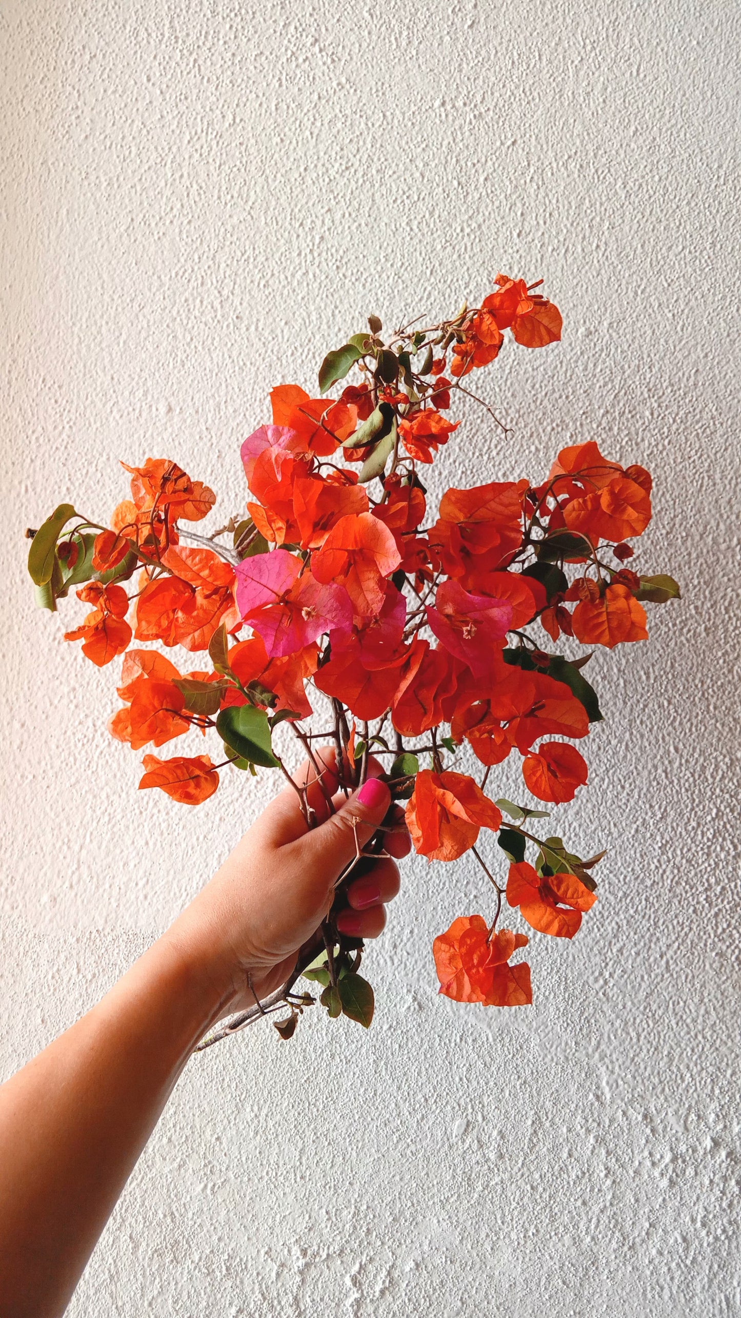 Pressing Flowers and Creating a Decorative Frame. 15th & 29th November. ALCANTARILHA