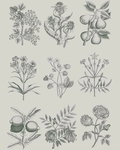 Decoupage Paper – Botanical Drawings