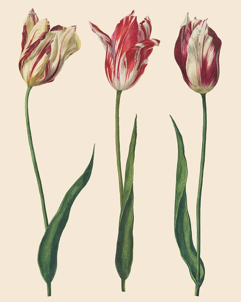 Decoupage Paper – Dutch Tulips