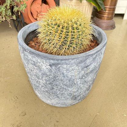 Planta e vaso