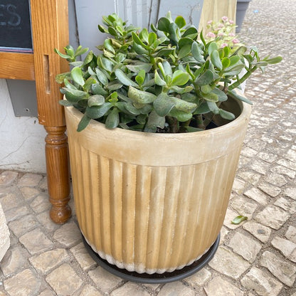 Planta e vaso